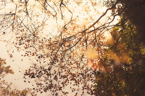 Four Seasons